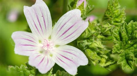 The Overlooked Edible – Bringing Mallow from Garden to Table.